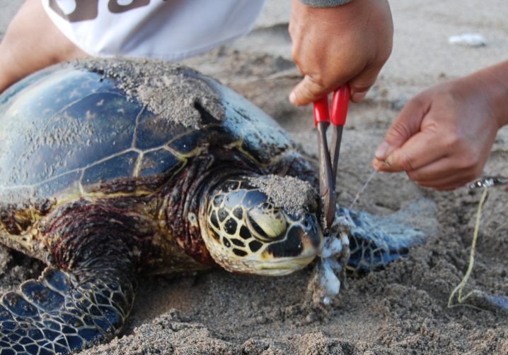 A turtle with ghost fishing line being removed from its mouth with pliers