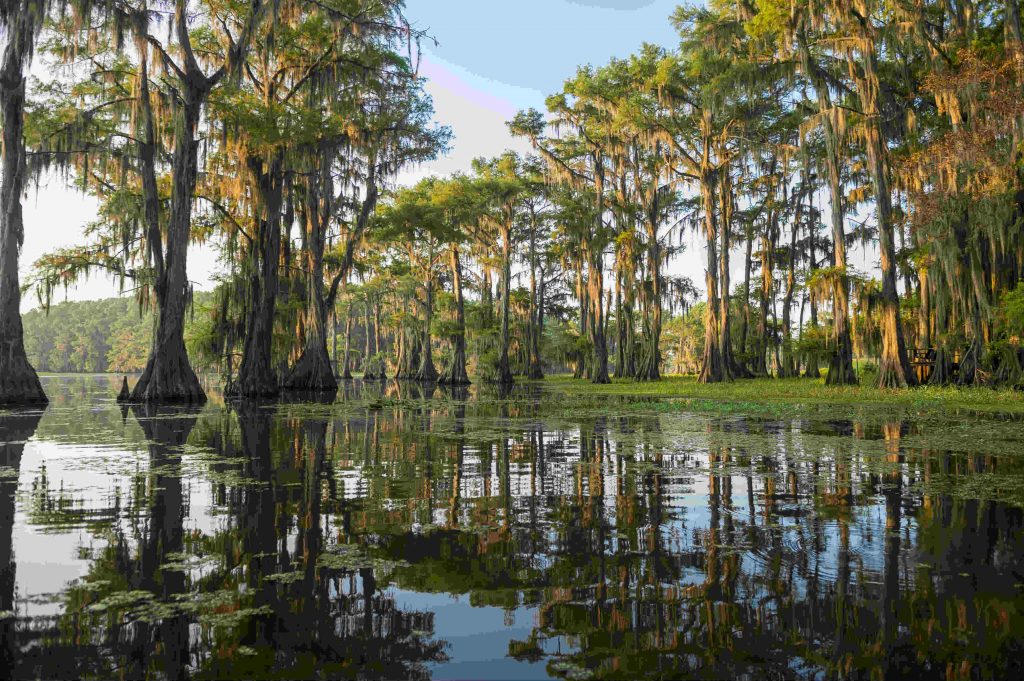Bayou at Caddo Lake, angler's paradise