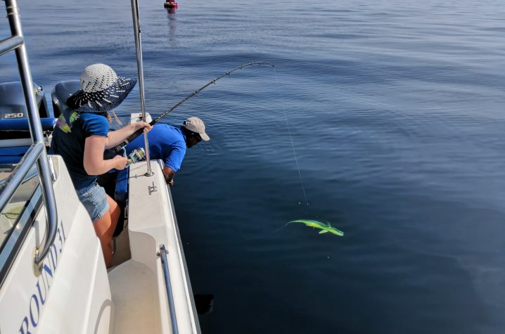 A woman on a boat reeling in a Mahi Mahi fish while a man leans over the side of the boat