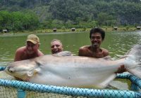 Three men holding a Mekong Giant Catfish out of the water, with a blue catch cage keeping the fish in place.