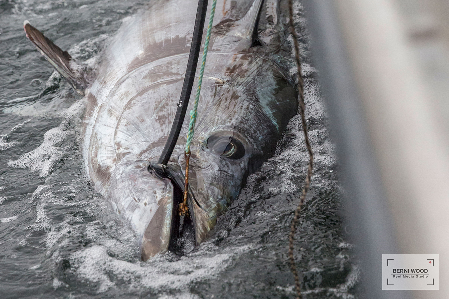 A close-up of a giant Bluefin Tuna caught and released off PEI, Canada, at the Tuna Cup Challenge fishing tournament