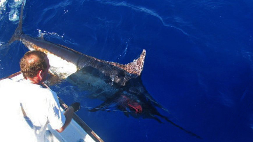 Blue marlin hooked & released by Oceanturs Charters Azores