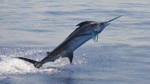 Marlin Fishing: The Complete Guide - FishingBooker Blog