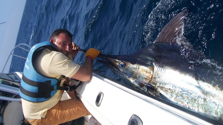 Marlin C&R aboard "Big Joe", Cape Verde Marlin C&R aboard "Big Joe", Cape Verde