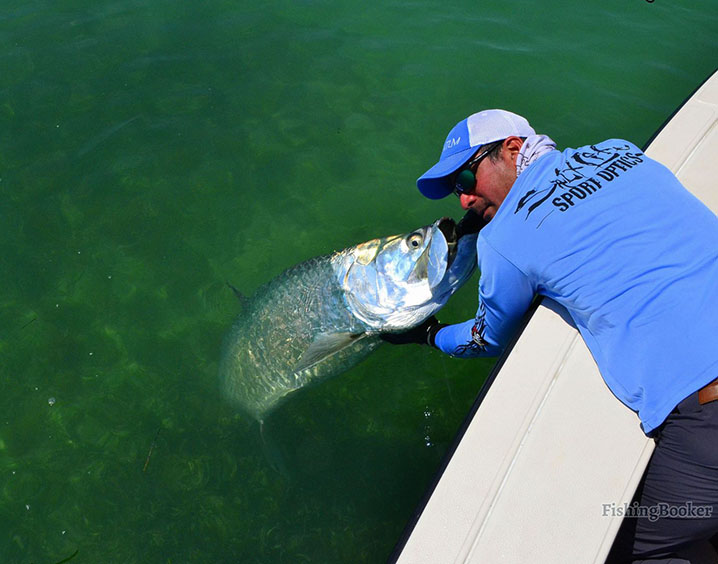 An angler holding Tarpon in the water off Miami