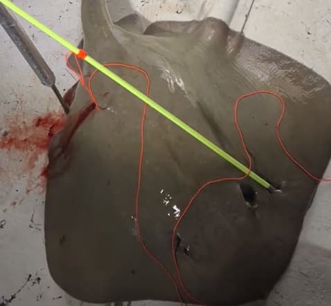 Stingray hunting fun!