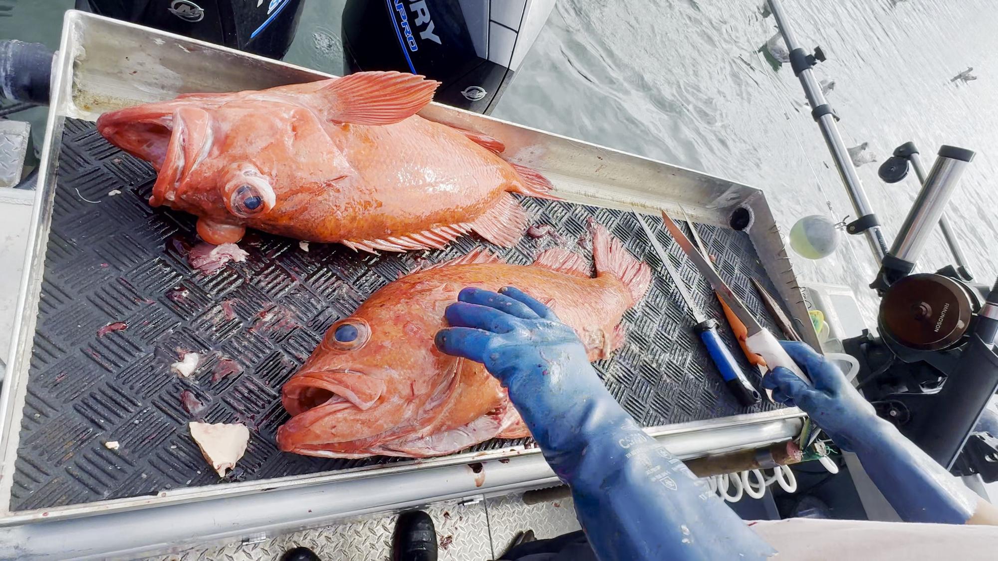 top notch fishing experience 