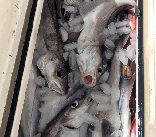 Steady Haddock action and a top-notch Captain!