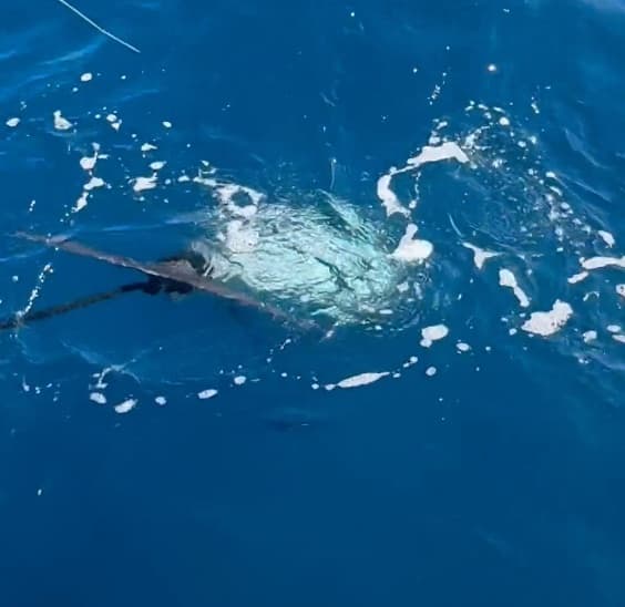 Charter Image