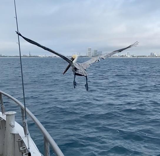 One Fish, 2 Fish, Parrot Fish