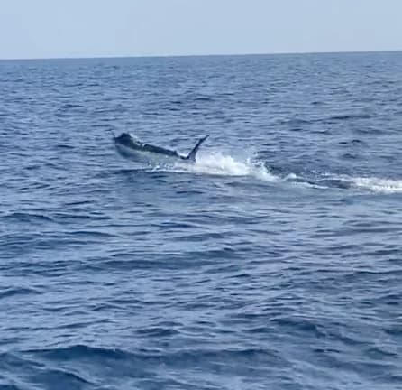 Charter Image