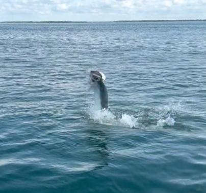 Awesome trip! Caught 2 tarpon around 6 feet!