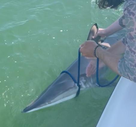 Best shark fishing!!!