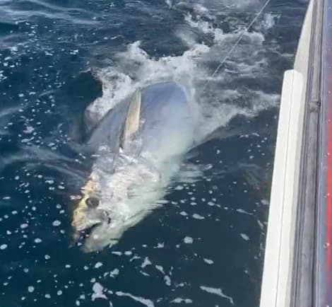Releasing a 500 pound giant