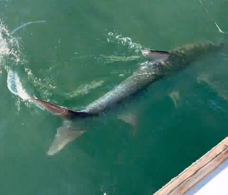 daniel - best fishing guide  found biggest tarpon ever  i think we hooked about 18  great support for us as well  