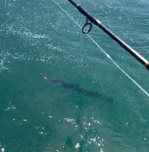 Don't use this guy. Outta line sucks