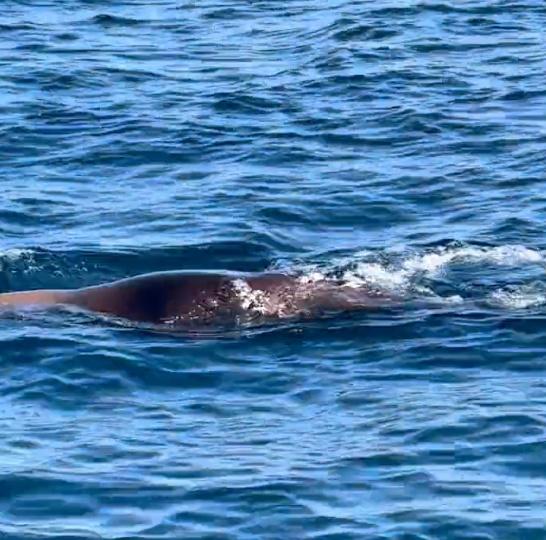 Catalina with Captain Shant