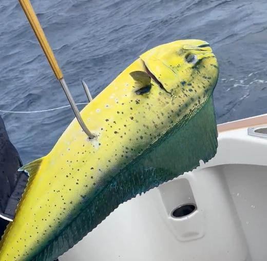 Everything = 100% !!!