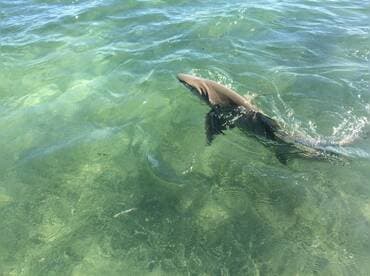 80 lb Lemon Shark