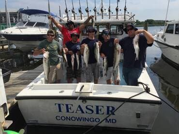 Great light tackle striped bass fishing!