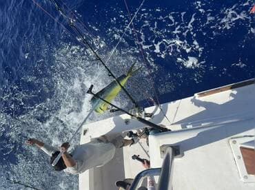 Mahi
