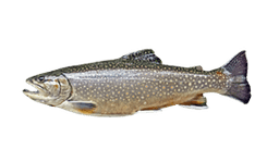 Lake Trout