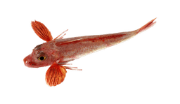 Gurnard