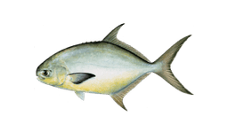 Pompano