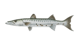 Great Barracuda