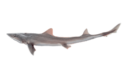 Gummy Shark