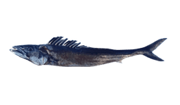 Brochet de mer