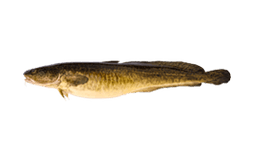 Burbot