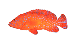 Coral Trout