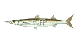 Pacific Barracuda