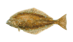 Halibut