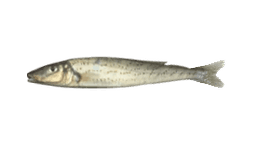 King George Whiting