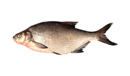 Common Bream