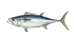 Dogtooth Tuna