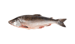Pink Salmon
