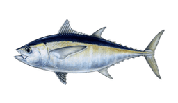 Blackfin Tuna