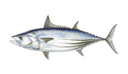 Skipjack Tuna