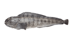 Wolffish