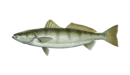 White Seabass