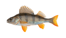 Yellow Perch
