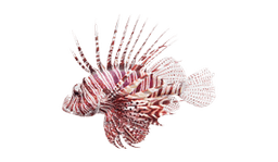 Pesce leone