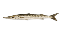 European Barracuda