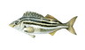 Fish 4