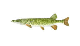 Brochet maillé