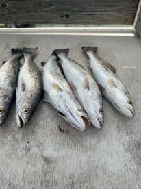 A selection of freshly caught Speckled Trout displayed on a cleaning table, showcasing a successful fishing trip.