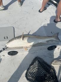 A Redfish is displayed on a measuring board aboard a fishing boat, showcasing the catch during a sunny day on the water.